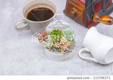 茶歇圖片:種植在石灰罐和復古咖啡磨中的多肉植物 茶歇圖片:種植在石灰罐和復古咖啡磨中的多肉植物 115796371