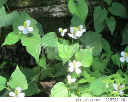 Houttuynia cordata flower Houttuynia cordata flower 115796428