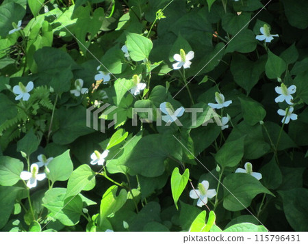 Houttuynia cordata flower Houttuynia cordata flower 115796431