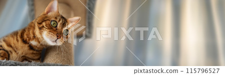 Bengal cat on a scratching post. Cat and cat furniture. 115796527