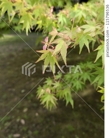 Autumn leaves 115796536