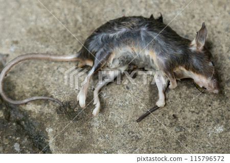 一隻濕漉漉、死掉的家鼠，被認為是一隻老鼠。 115796572