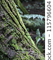 生長在樹的青苔 115796604