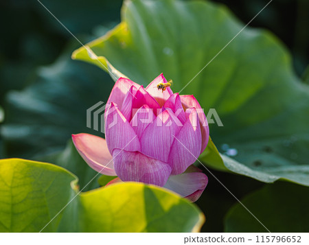 粉紅蓮花和蜜蜂 115796652