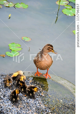 Parent and child of kalgamo 115796857