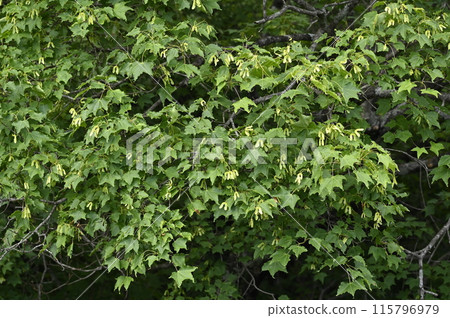 Fruit-bearing Sugar Maple Fruit-bearing Sugar Maple 115796979