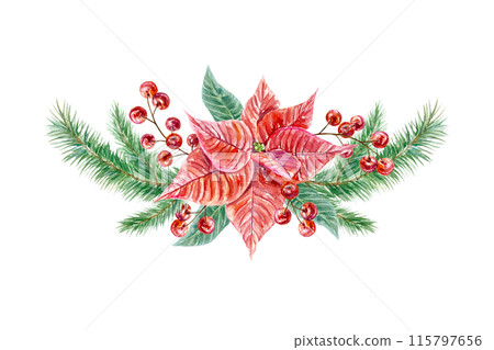 Poinsettia, fir branches, berries. Hand drawn watercolor illustration isolated on white background. For Christmas and New Year cards, invitations, banners, posters, brochures. 115797656