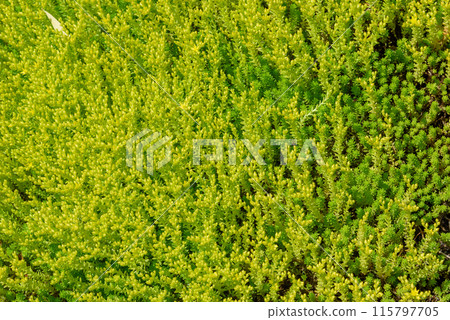 Full frame of perennial suiculent Sedum or Ochitok in bright sunshine. Full frame of perennial suiculent Sedum or Ochitok in bright sunshine. 115797705