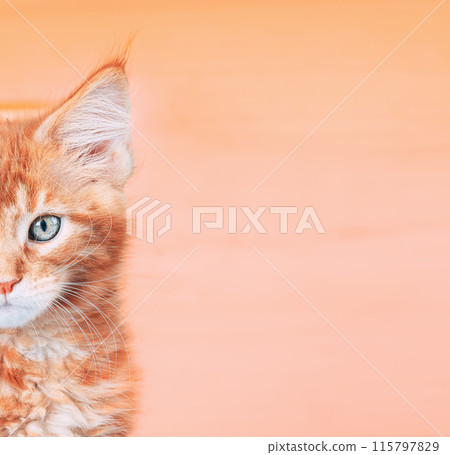 Small Kitten Face Copy Space Background In Calming Coral Color. Young Red Ginger Maine Coon. Maine Shag Amazing Pets. Portrait On Backdrop In Yellow Light Orange Colors 115797829
