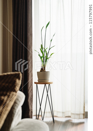 房間裡擺放著鶴望蘭 房間裡擺放著鶴望蘭 115797991