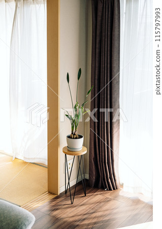 houseplants decorated in the room 115797993