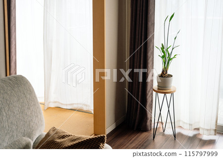 有室內植物的房間的風景 115797999