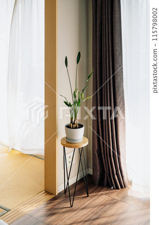 houseplants decorated in the room 115798002
