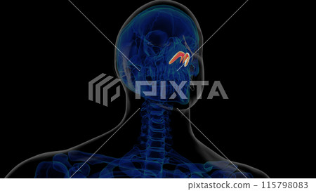 Human skeleton alar cartilage anatomy for medical concept 3D rendering 115798083