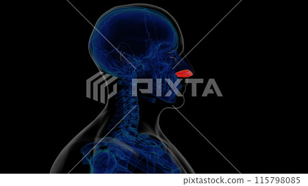 Human skeleton alar cartilage anatomy for medical concept 3D rendering 115798085