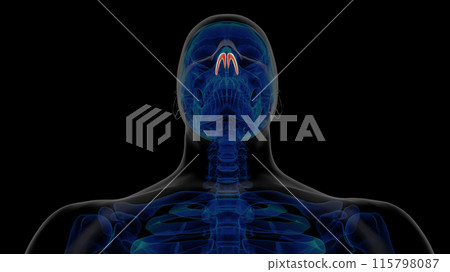 Human skeleton alar cartilage anatomy for medical concept 3D rendering 115798087