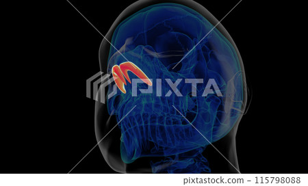 Human skeleton alar cartilage anatomy for medical concept 3D rendering 115798088