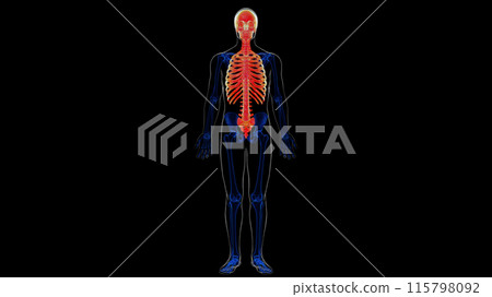 Human skeleton axial skeleton anatomy for medical concept 3D rendering 115798092