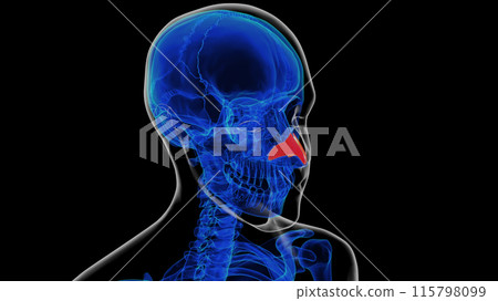 Human skeleton nasal cartilage anatomy for medical concept 3D rendering 115798099