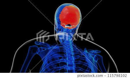Human skeleton skull occipital bone anatomy for medical concept 3D rendering 115798102