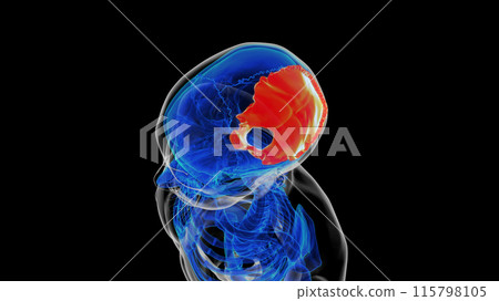 Human skeleton skull occipital bone anatomy for medical concept 3D rendering Human skeleton skull occipital bone anatomy for medical concept 3D rendering 115798105