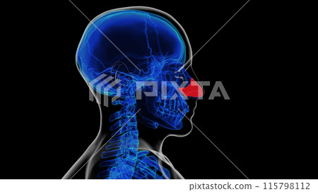 Human skeleton septal nasal cartilage anatomy for medical concept 3D rendering 115798112