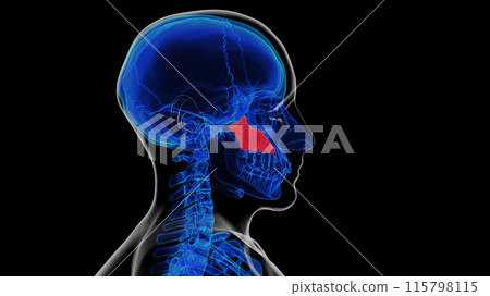 Human skeleton vomer bone anatomy for medical concept 3D rendering 115798115