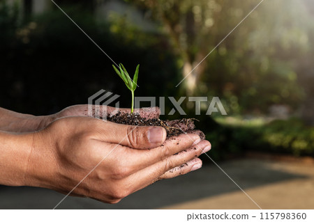 closeup hand of person holding abundance soil with young plant. Concept green world earth day 115798360