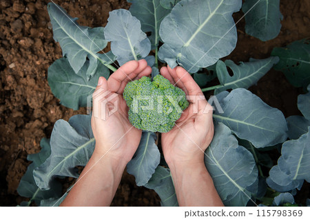 Farmer checking fresh kale lettuce plant, organic vegetable in in nursery farm. Business and farm market concept. 115798369