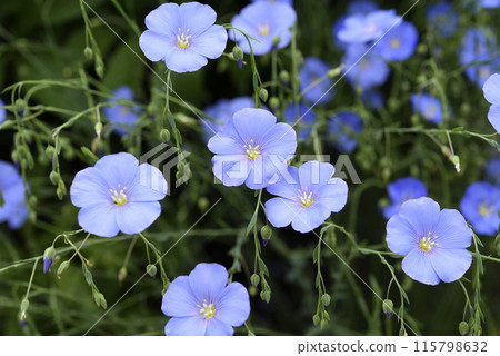 Blue flax flowers in the garden. Linum usitatissimum. Blue flax flowers in the garden. Linum usitatissimum. 115798632