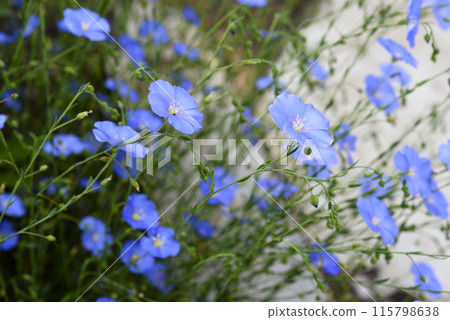 Blue flax flowers in the garden. Linum usitatissimum. 115798638