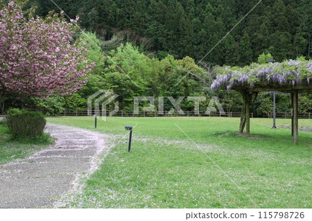 與紫藤的風景 與紫藤的風景 115798726