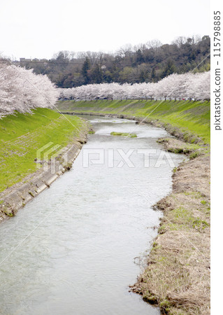Cherry blossoms spreading along the riverbank 115798885