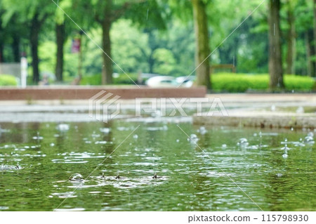 Rain falling in a puddle 115798930