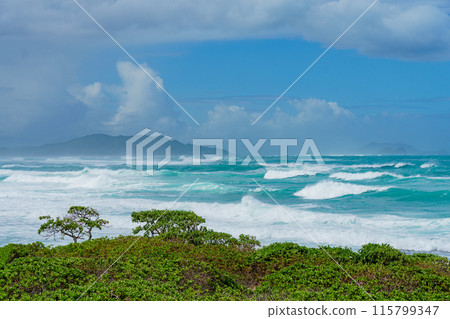 A scenic ocean view from a hill with trees in the foreground 115799347