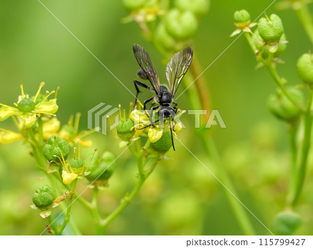 Black bear 115799427