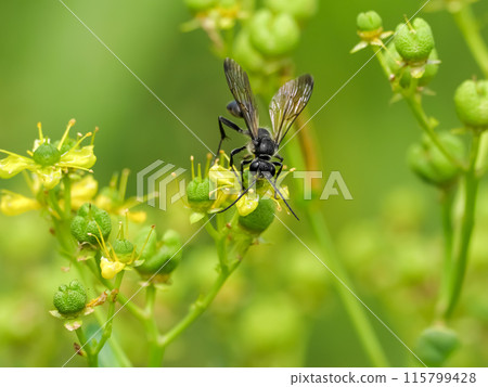 Black bear 115799428