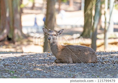Deer in Nara Park 115799479