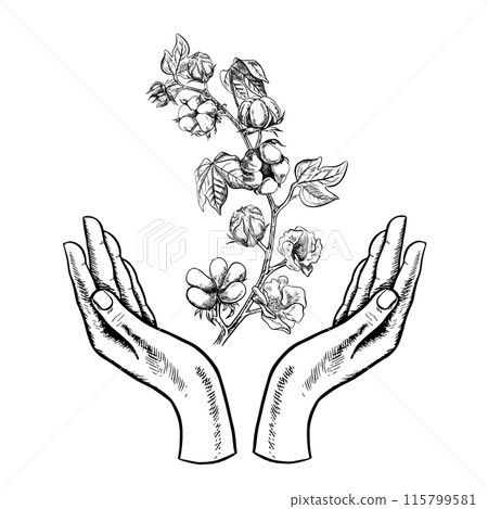 The cotton is organic. Hands holding a branch of cotton. Black and white vector, graphic illustration. Isolate, hand-drawn. For logos and icons of the textile and agricultural industries. 115799581