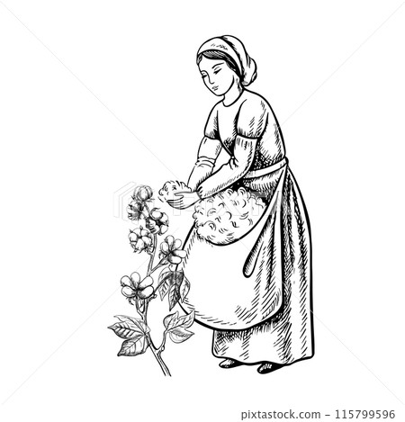 A cotton picker by hand. Black and white, detailed, graphic, vector illustration. A beautiful woman picking cotton with her own hands. Isolate, hand-drawn on a white background. A cotton picker by hand. Black and white, detailed, graphic, vector illustration. A beautiful woman picking cotton with her own hands. Isolate, hand-drawn on a white background. 115799596