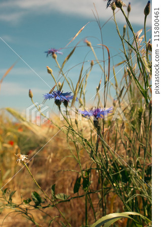 Cornflowers in summer meadow. Summertime landscape. Wild flowers field. Blue cornflowers in wheat field on blue sky background. Bluebottle in grass. Summer nature background. 115800461