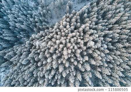 Top down aerial view of snow covered evergreen pine forest after heavy snowfall in winter mountain woods on cold quiet day. 115800505