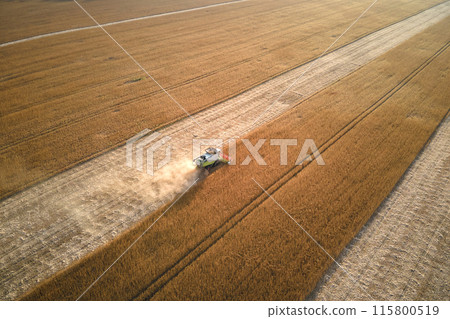 Aerial view of combine harvester working during harvesting season on large ripe wheat field. Agriculture concept 115800519