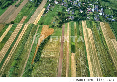 Aerial landscape view of village houses and distant green cultivated agricultural fields with growing crops on bright summer day 115800525