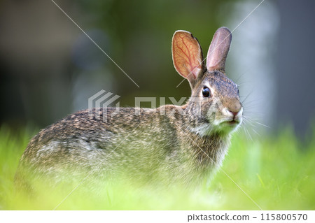 Grey small hare eating grass on summer field. Wild rabbit in nature 115800570