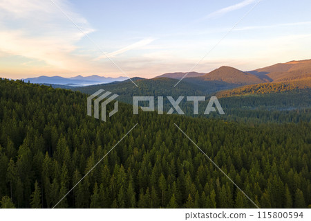 Aerial view of bright foggy morning over dark hills with mountain forest trees at autumn sunrise. Beautiful scenery of wild woodland at dawn Aerial view of bright foggy morning over dark hills with mountain forest trees at autumn sunrise. Beautiful scenery of wild woodland at dawn 115800594