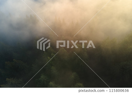 Aerial view of amazing scenery with light beams shining through foggy dark forest with pine trees at autumn sunrise. Beautiful wild woodland at dawn Aerial view of amazing scenery with light beams shining through foggy dark forest with pine trees at autumn sunrise. Beautiful wild woodland at dawn 115800636