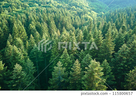 Aerial view of green pine forest with dark spruce trees. Nothern woodland scenery from above 115800657
