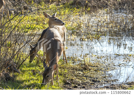 Key Deer in natural habitat in Florida state park Key Deer in natural habitat in Florida state park 115800662