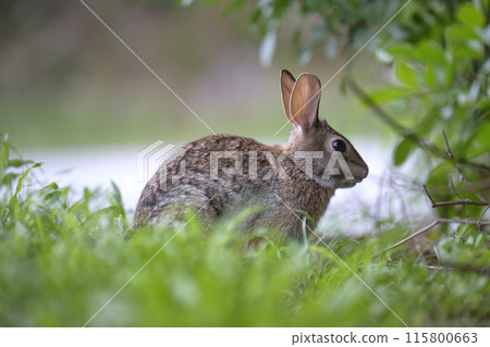 Grey small hare eating grass on summer field. Wild rabbit in nature 115800663